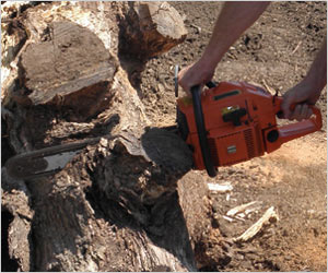Chainsaw Cutting Trees